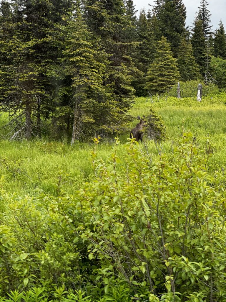 Persistent Depressive Disorder: What Kenai, Alaska Residents Should Know | Valiant Mental Health